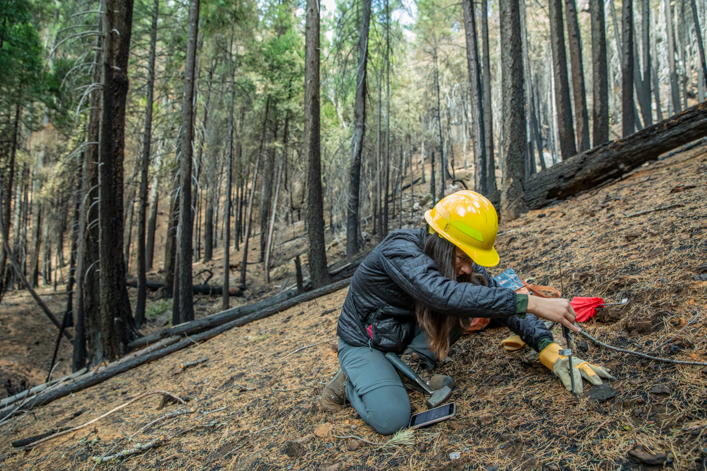 A woman in a hard hat and gloves kneels on a hillside within a recently-burned forest, inserting a probe into the soil while surrounded by blackened trees.
