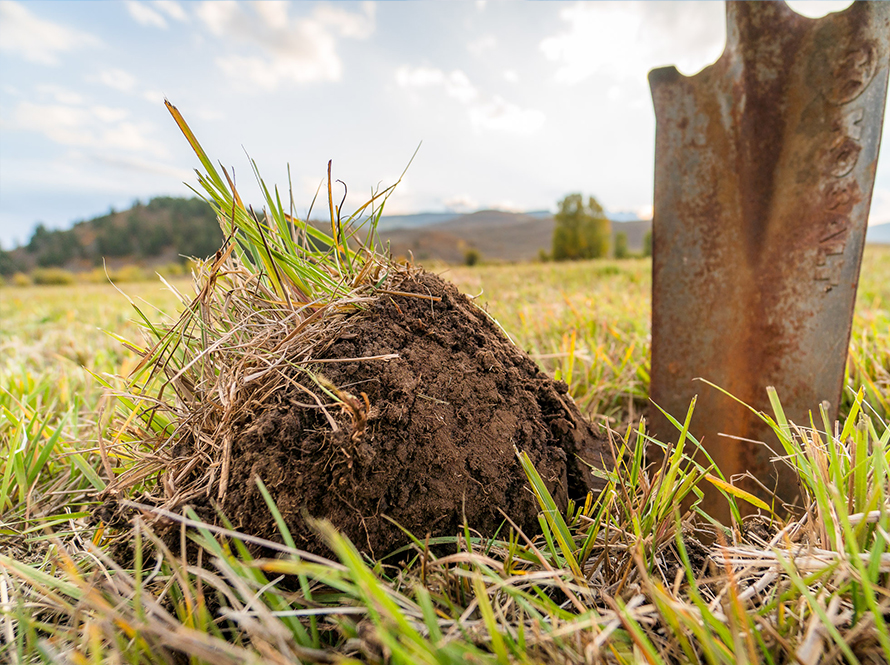 Close-up of a plug of soil next to a shovel in an agricultural field