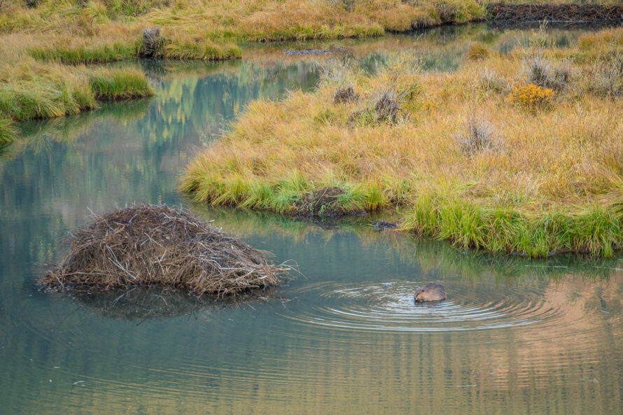 A Beaver in a river, surrounded by wetland plants and beside a beaver lodge protruding form the water
