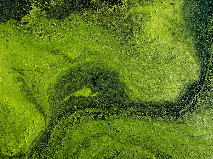 Aerial view of lime green colored algal bloom