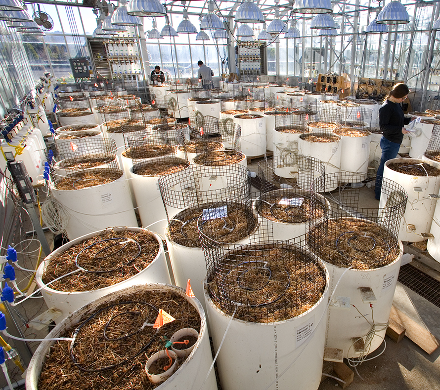 A greenhouse full of trashcan-sized containers of soil used in mesocosm experiments
