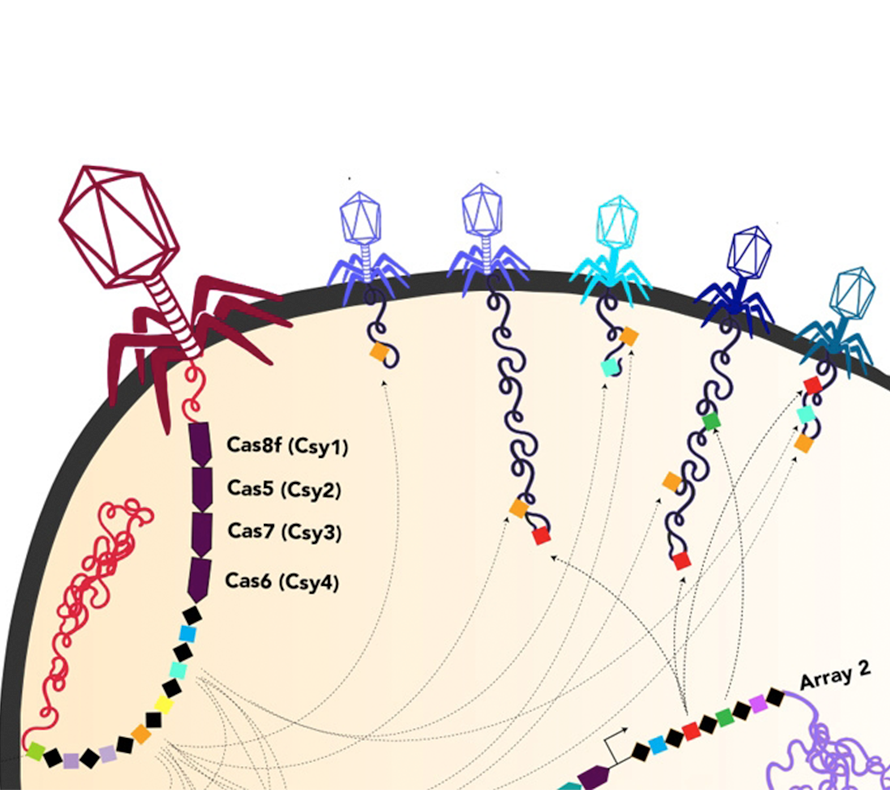 Illustration of several viruses injecting genetic information into a bacterium