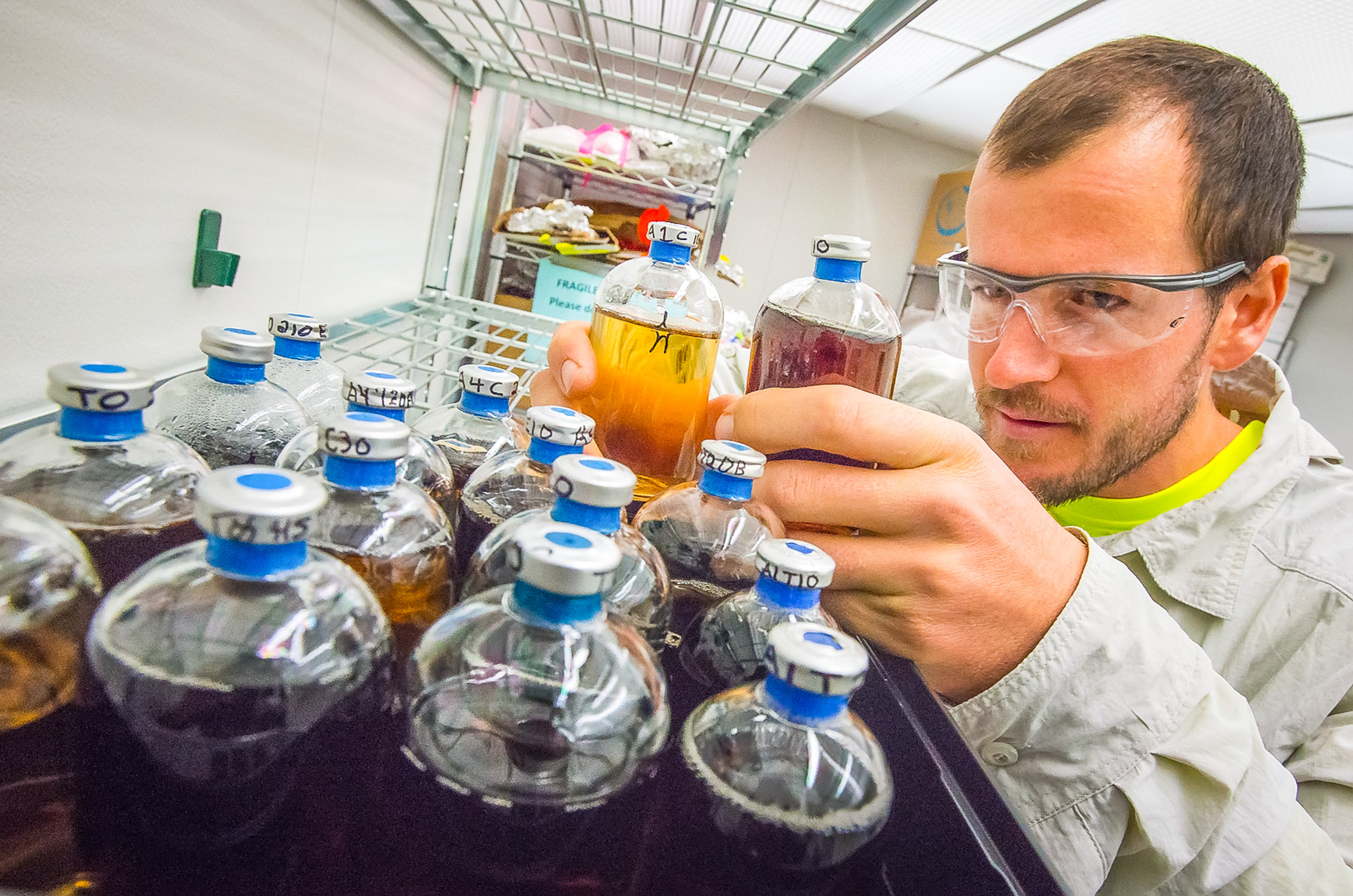 A scientist looking intently at several sample bottles full of dark liquid in a lab