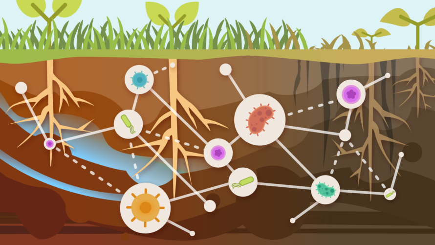 above ground layer showing just above top inches of soil. microbe network visible and signs of drought stress on soil